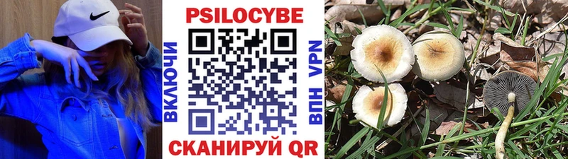 Галлюциногенные грибы Psilocybe  продажа наркотиков  Фокино 